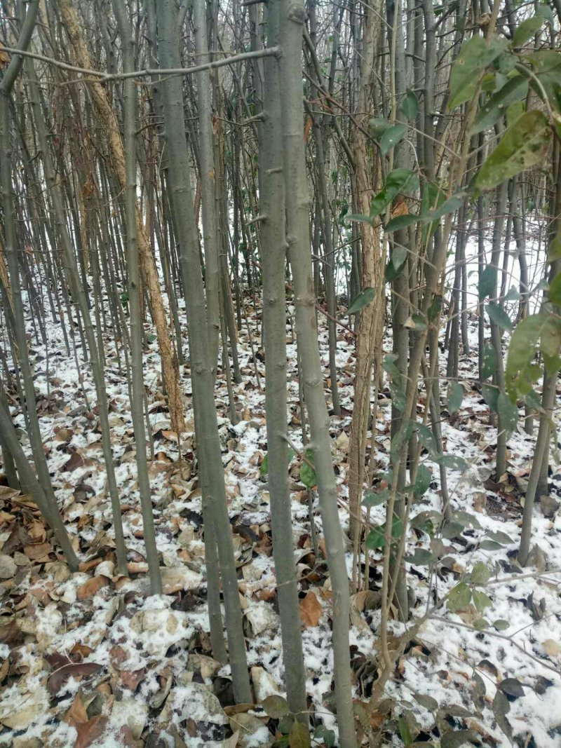 木瓜苗光皮木瓜苗，木瓜海棠，