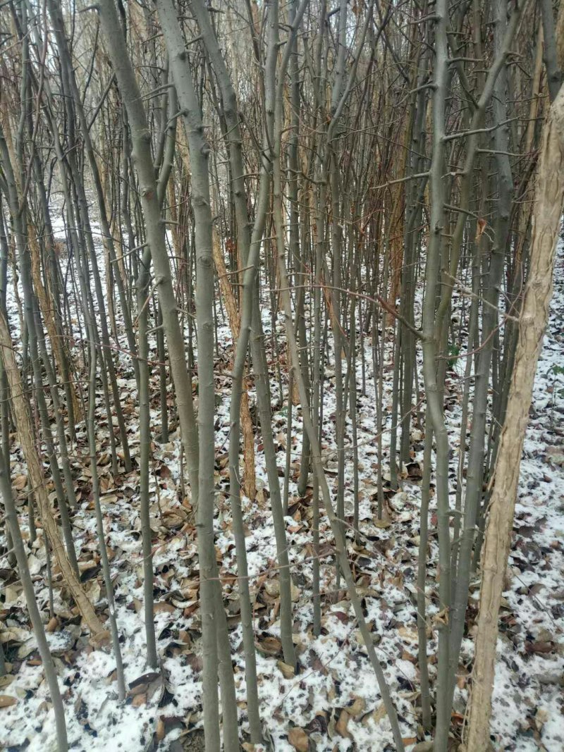 木瓜苗光皮木瓜苗，木瓜海棠，