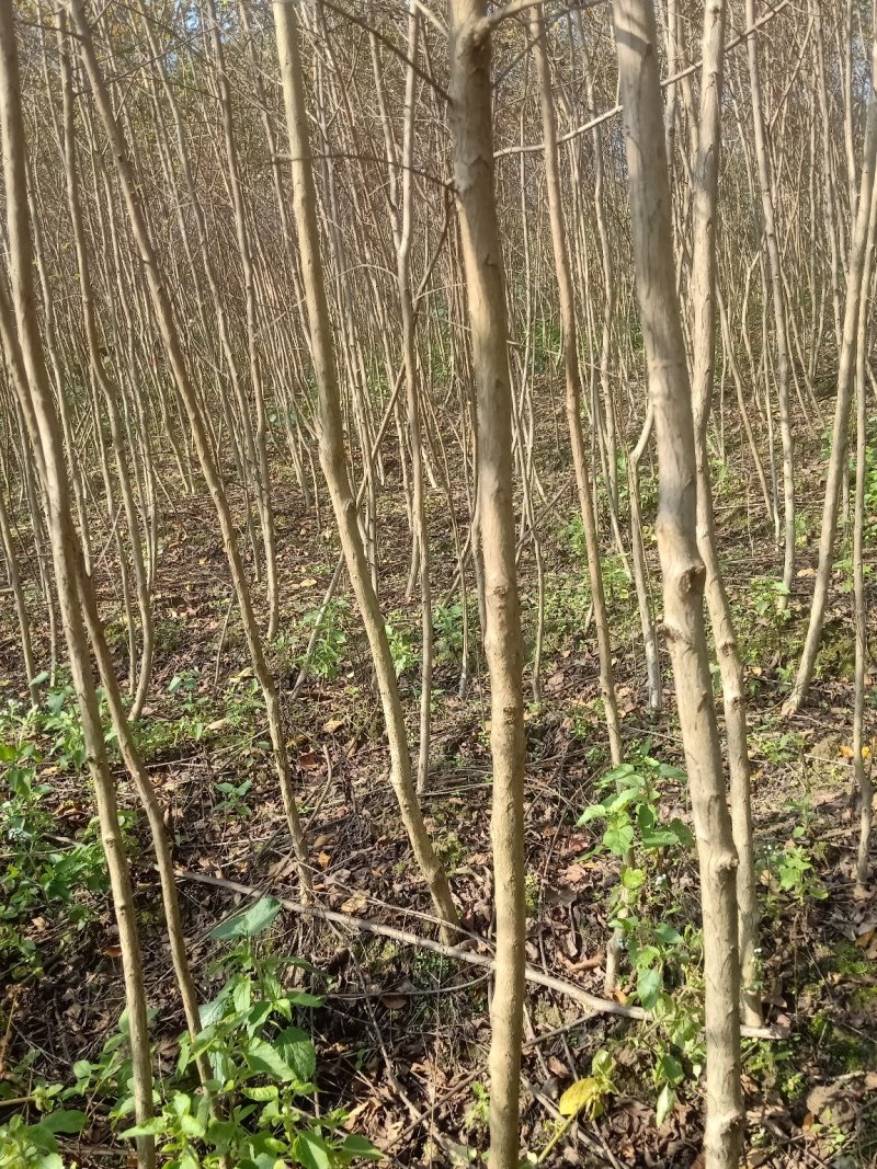 紫薇地径1至3公分