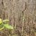 紫薇地径1至3公分