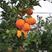 纽荷尔脐橙苗（3年杯苗）有机种植糖份高产量高抗病毒性强
