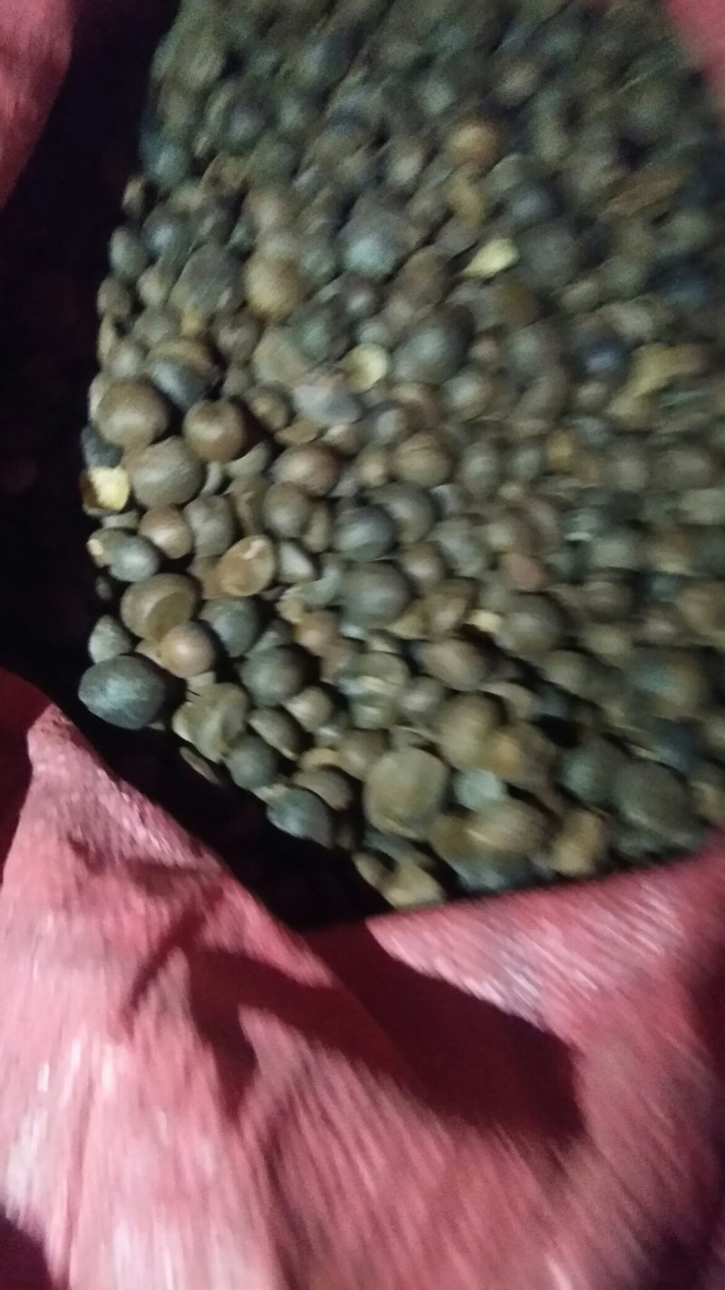 油茶籽