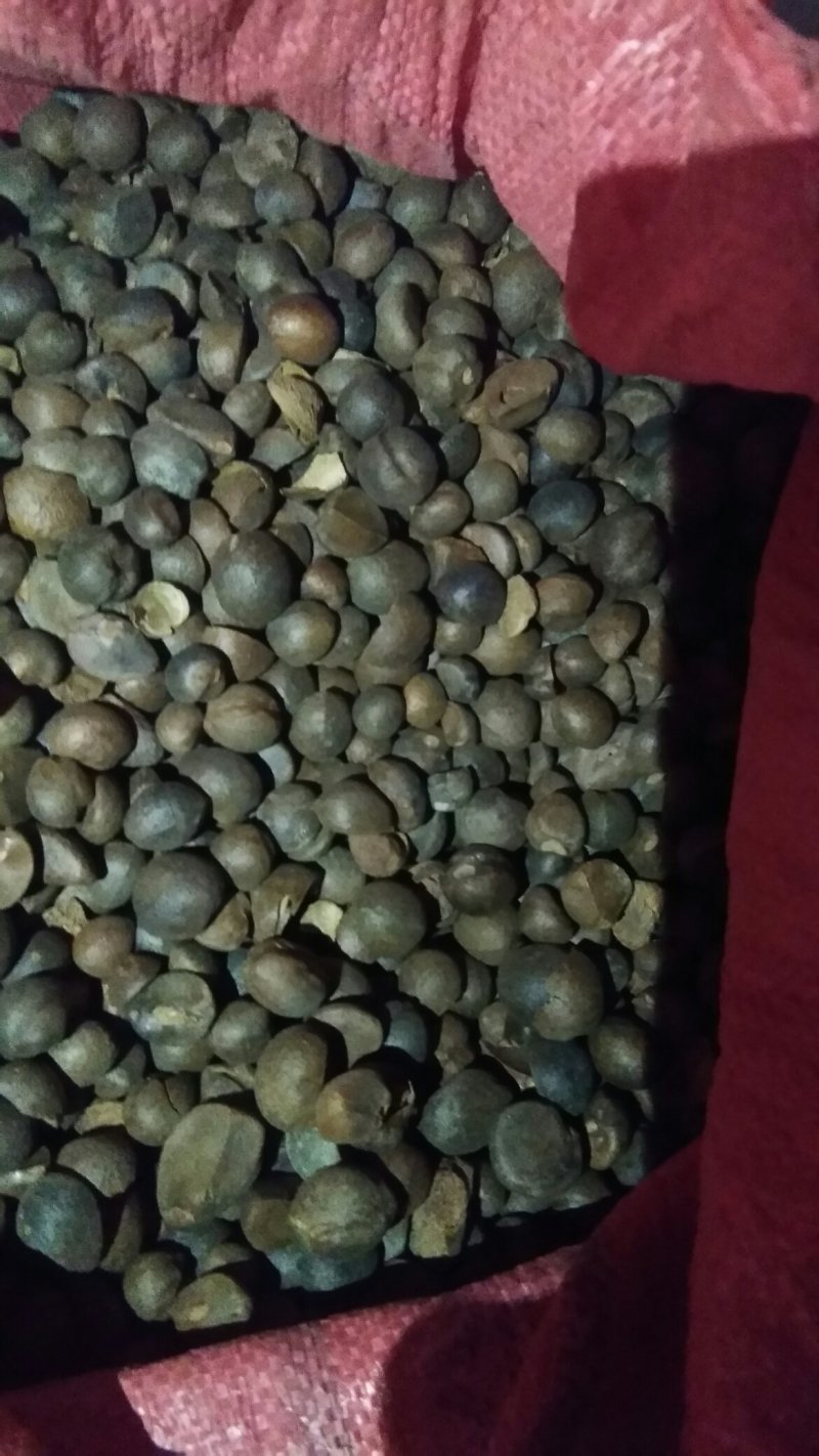 油茶籽