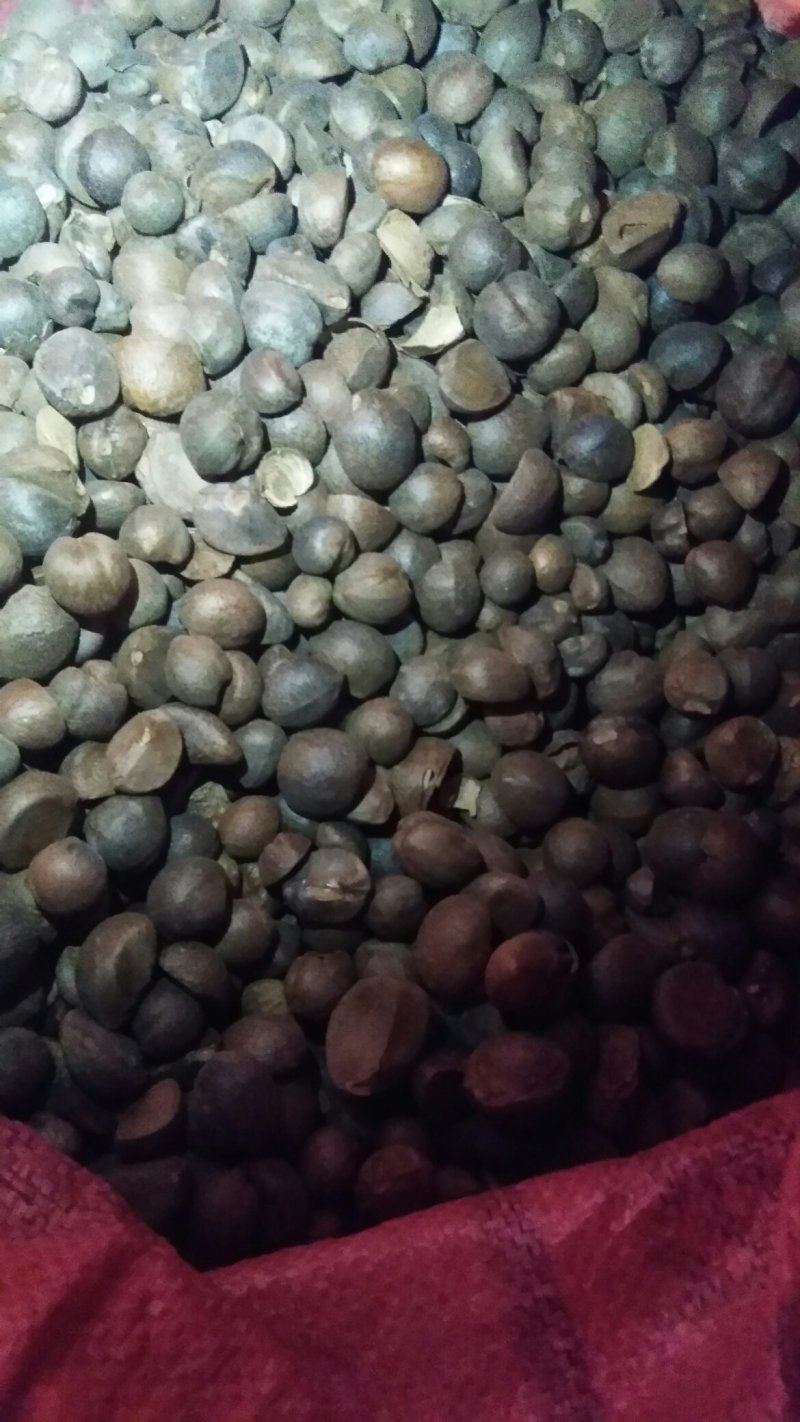 油茶籽