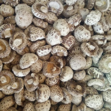 河南泌阳花菇天白花菇白花菇2022新货