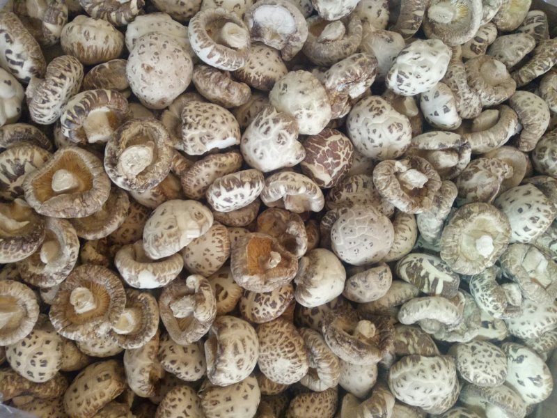 河南泌阳花菇天白花菇白花菇2022新货