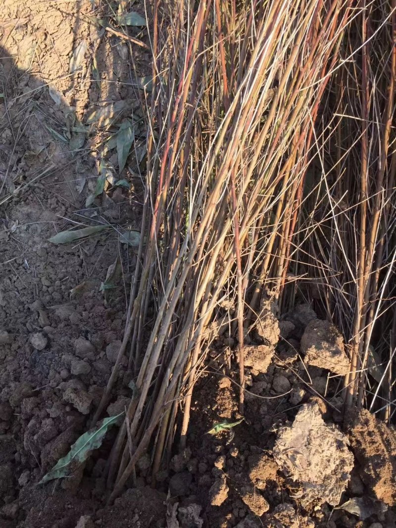 毛桃苗二级苗占地苗嫁接花卉用苗产地直销