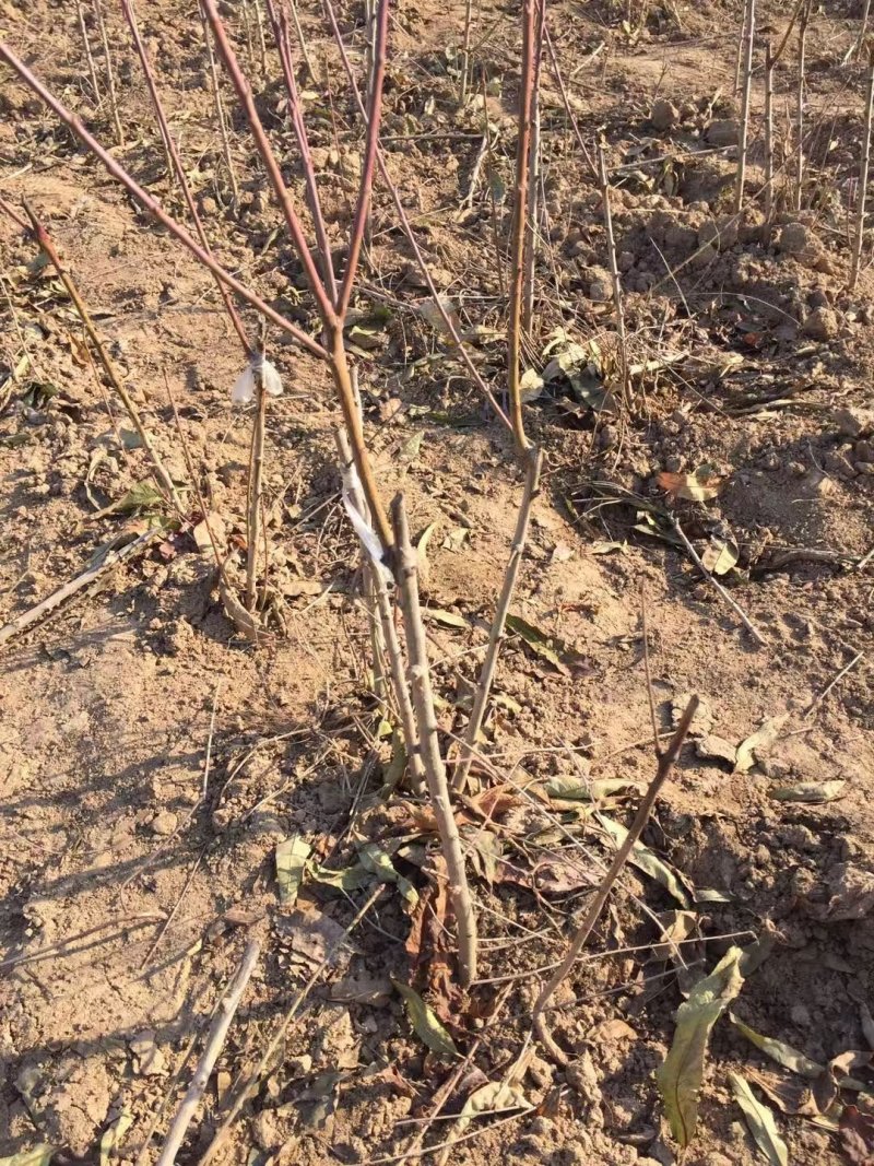 毛桃苗二级苗占地苗嫁接花卉用苗产地直销