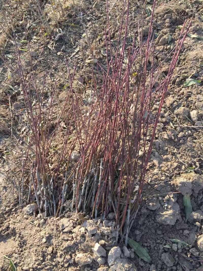 毛桃苗二级苗占地苗嫁接花卉用苗产地直销