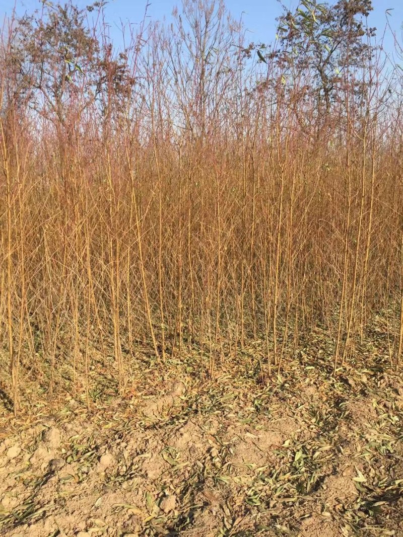 毛桃苗二级苗占地苗嫁接花卉用苗产地直销