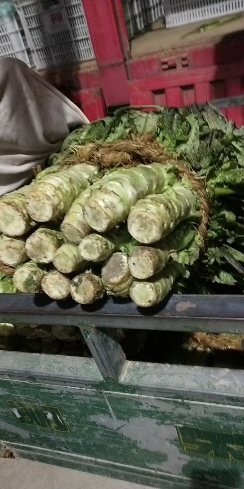 茴苣