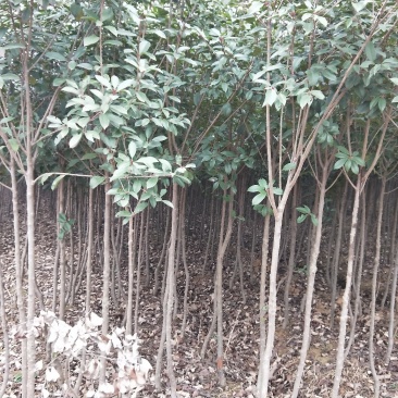 红叶石楠