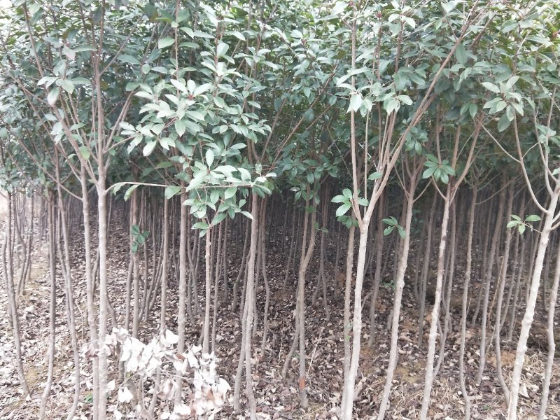 红叶石楠