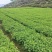 银杏苗【基地直发】银杏苗，银杏树苗，价格优惠！！