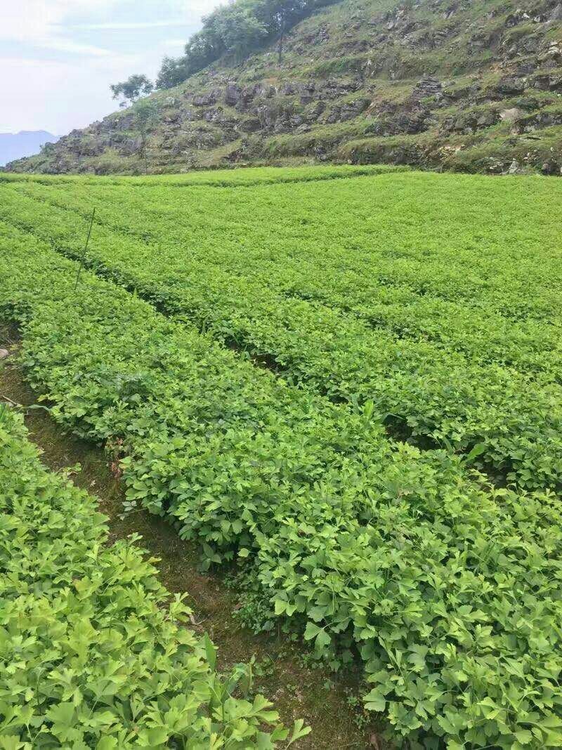 银杏苗【基地直发】银杏苗，银杏树苗，价格优惠！！