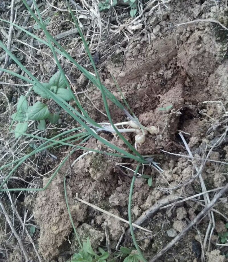 贵州特产新鲜蔬菜新鲜野生苦蒜山葱现挖野葱苦蒜野蒜小根蒜