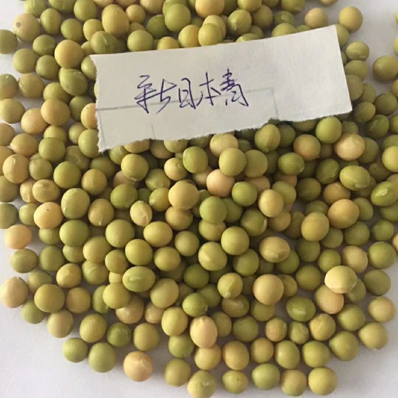 育种基地直营毛豆种子质优价公道并常年做定单回收