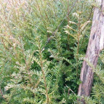 【优选商家】红豆杉苗，优质种苗用雕刻家具木材好！！