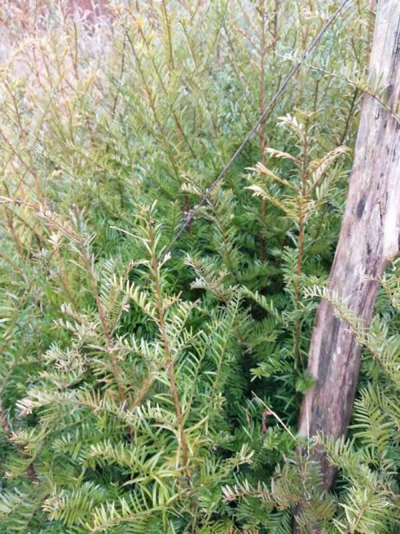 【优选商家】红豆杉苗，优质种苗用雕刻家具木材好！！