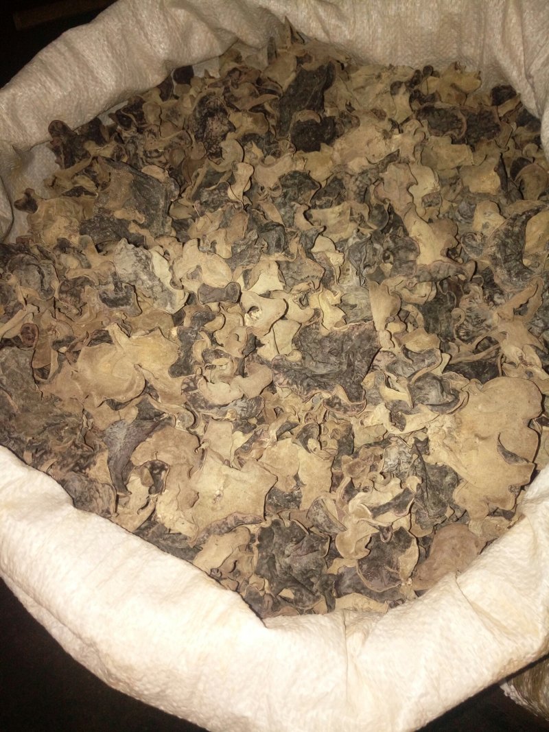 毛木耳