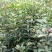 【桂花苗】桂花树苗，优质种苗，绿化家园，现挖发货，