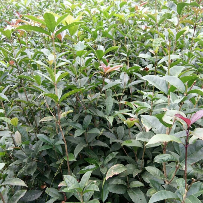 【桂花苗】桂花树苗，优质种苗，绿化家园，现挖发货，