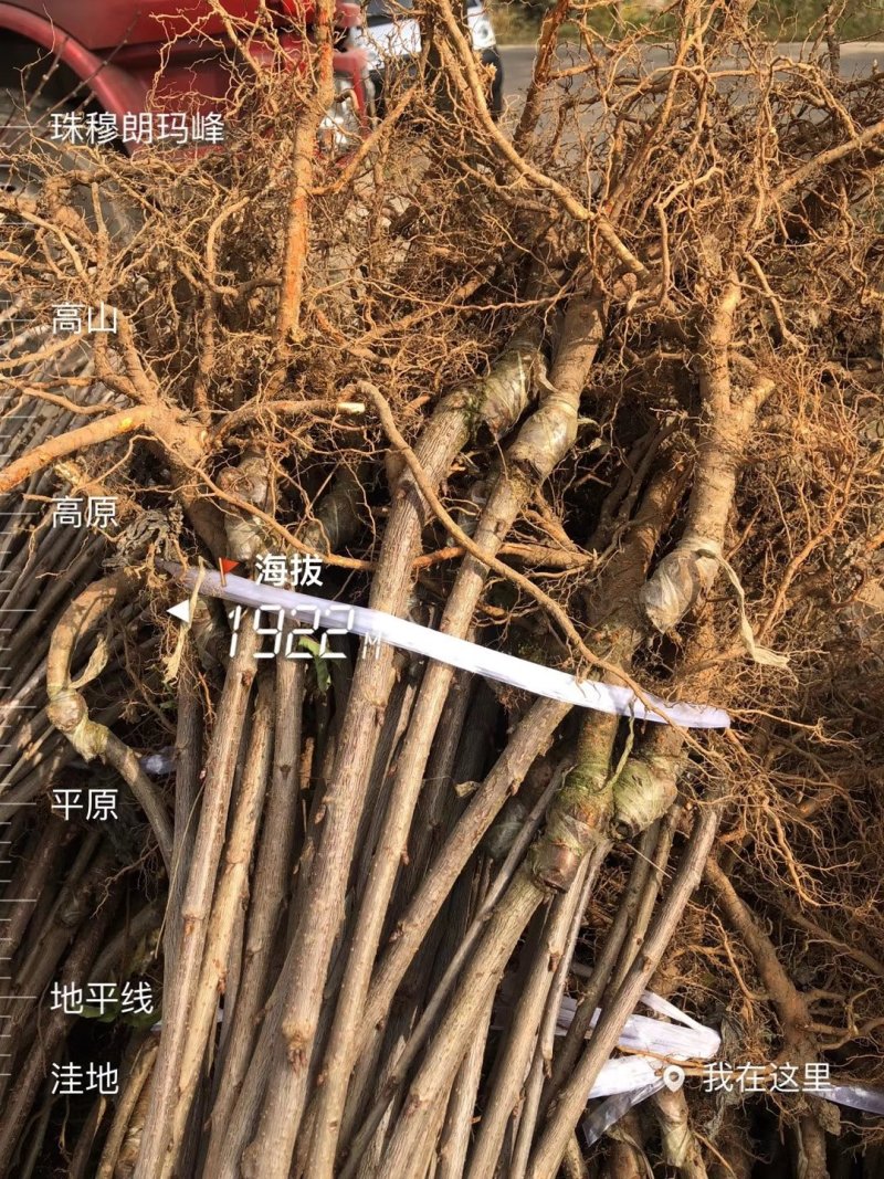 樱桃苗大樱桃苗红灯，美早，黑珍珠品种保证技术指导