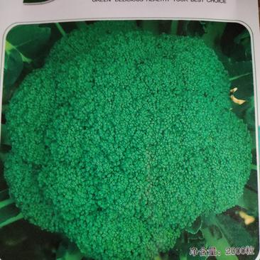 绿秀65西兰花种子早熟颜色鲜绿蕾粒小而均匀