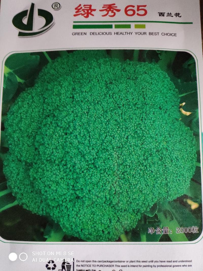 绿秀65西兰花种子早熟颜色鲜绿蕾粒小而均匀