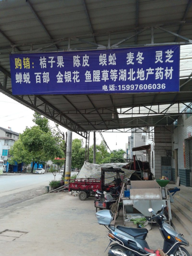 矮地茶