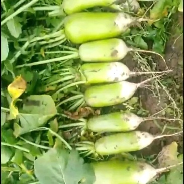 精品萝卜冷库货