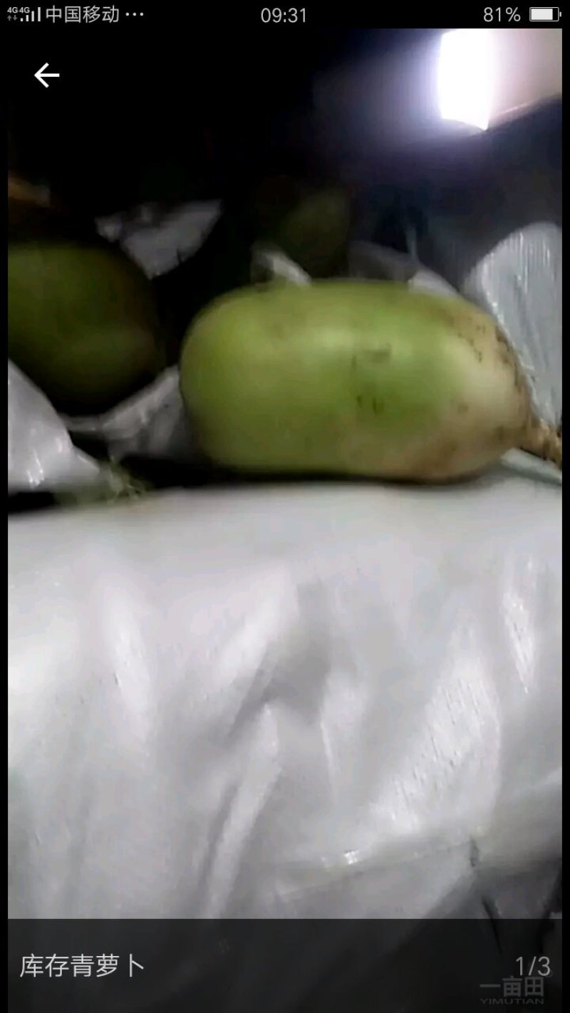 精品萝卜冷库货
