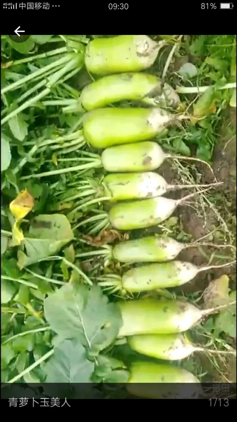 精品冷库萝卜