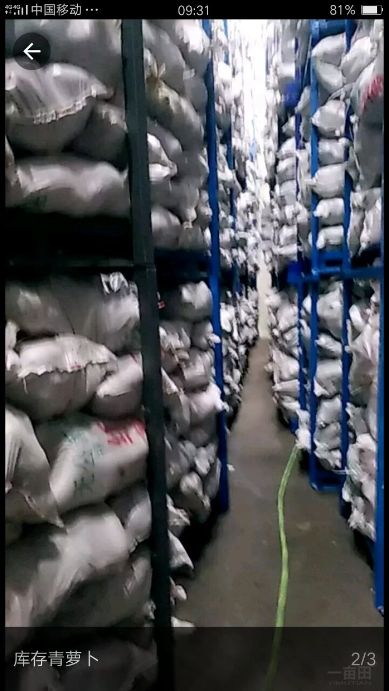 精品冷库萝卜
