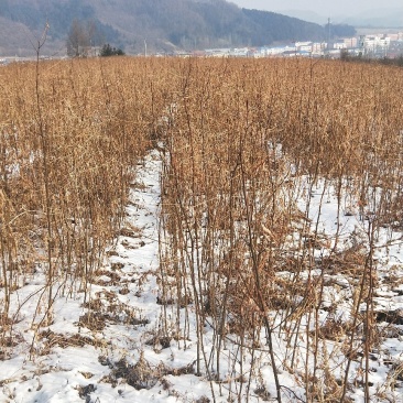 【优质】刺槐苗场地直发欢迎来电咨询量大从优可视频看货