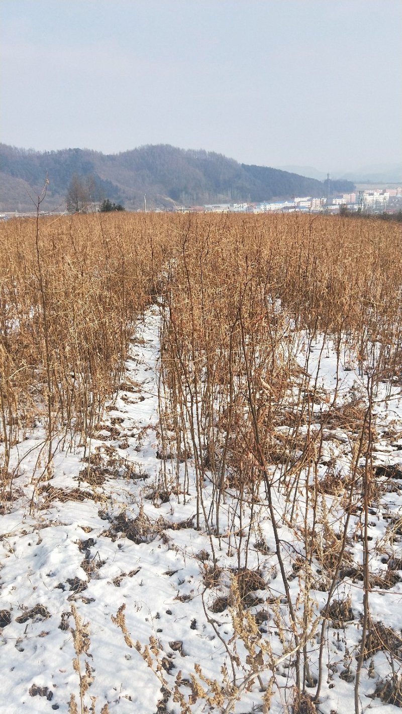 【优质】刺槐苗场地直发欢迎来电咨询量大从优可视频看货