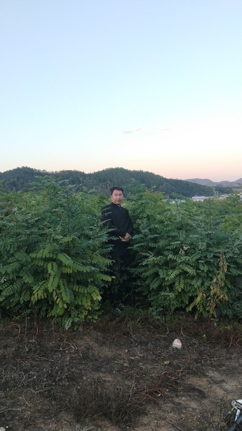【优质】刺槐苗场地直发欢迎来电咨询量大从优可视频看货
