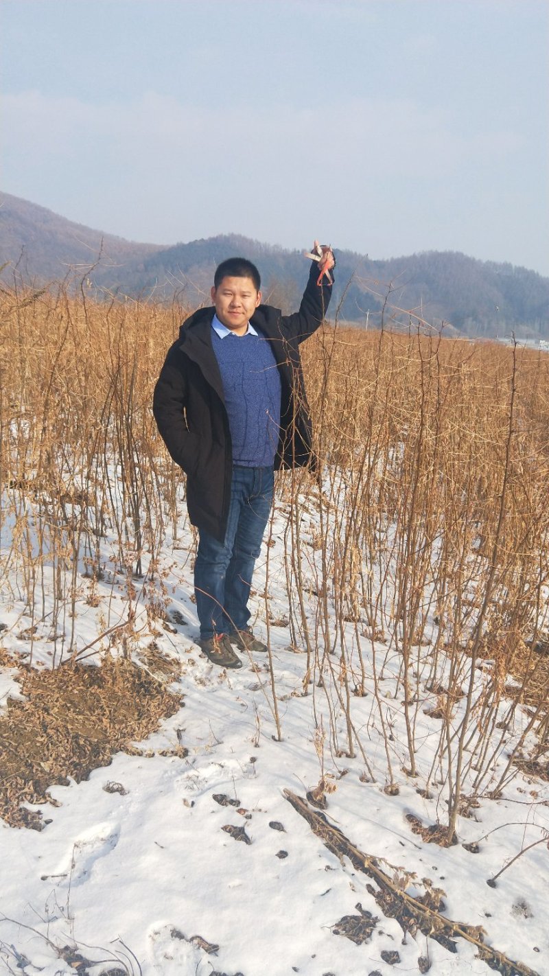 【优质】刺槐苗场地直发欢迎来电咨询量大从优可视频看货