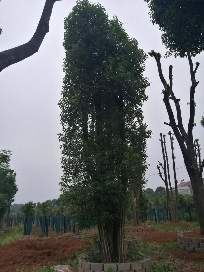 大量供应10-100公分香樟，丛生香樟30-200公分