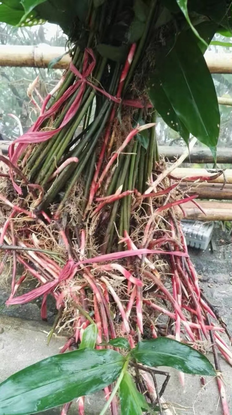 出售新品种阳春砂仁苗