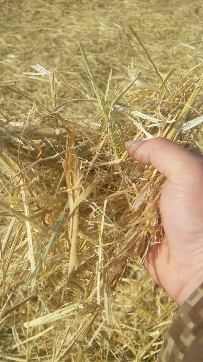 稻草揉丝稻草、长稻草、切段草，适合牛羊及绿化使用