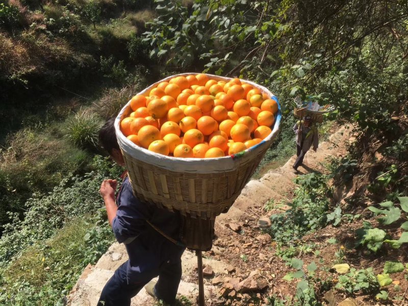 湖北宜长虹圆虹中华红血橙新鲜大果新鲜采摘