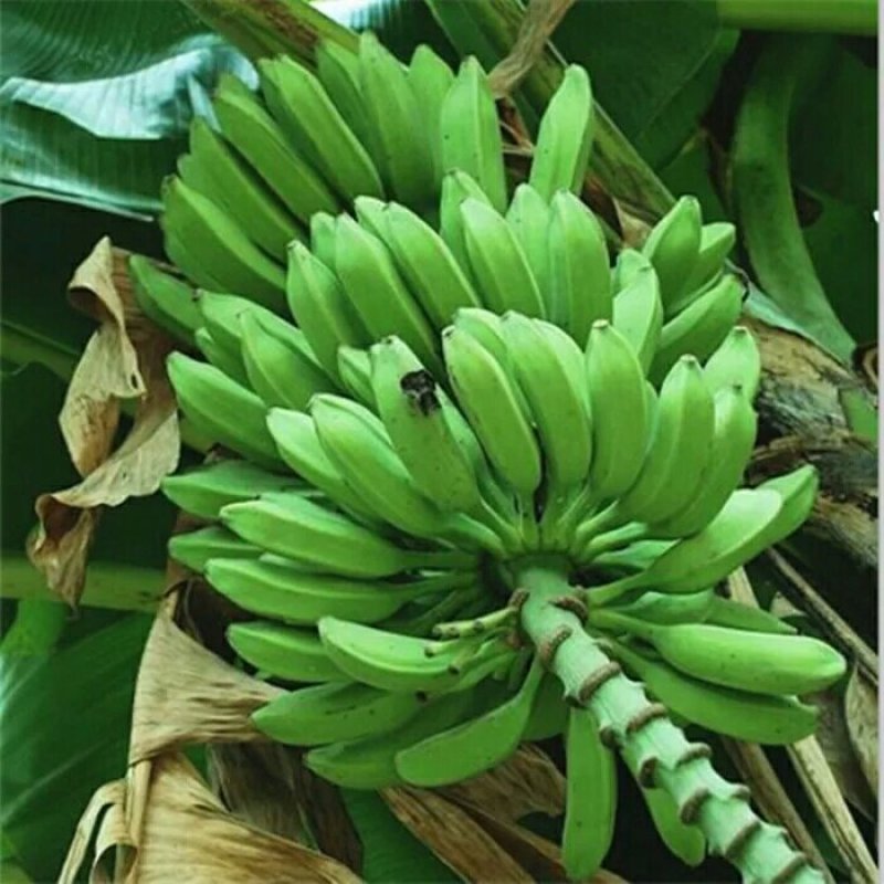 新鲜芭蕉，九斤装