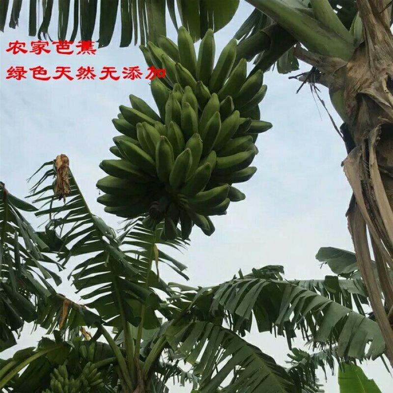 新鲜芭蕉，九斤装