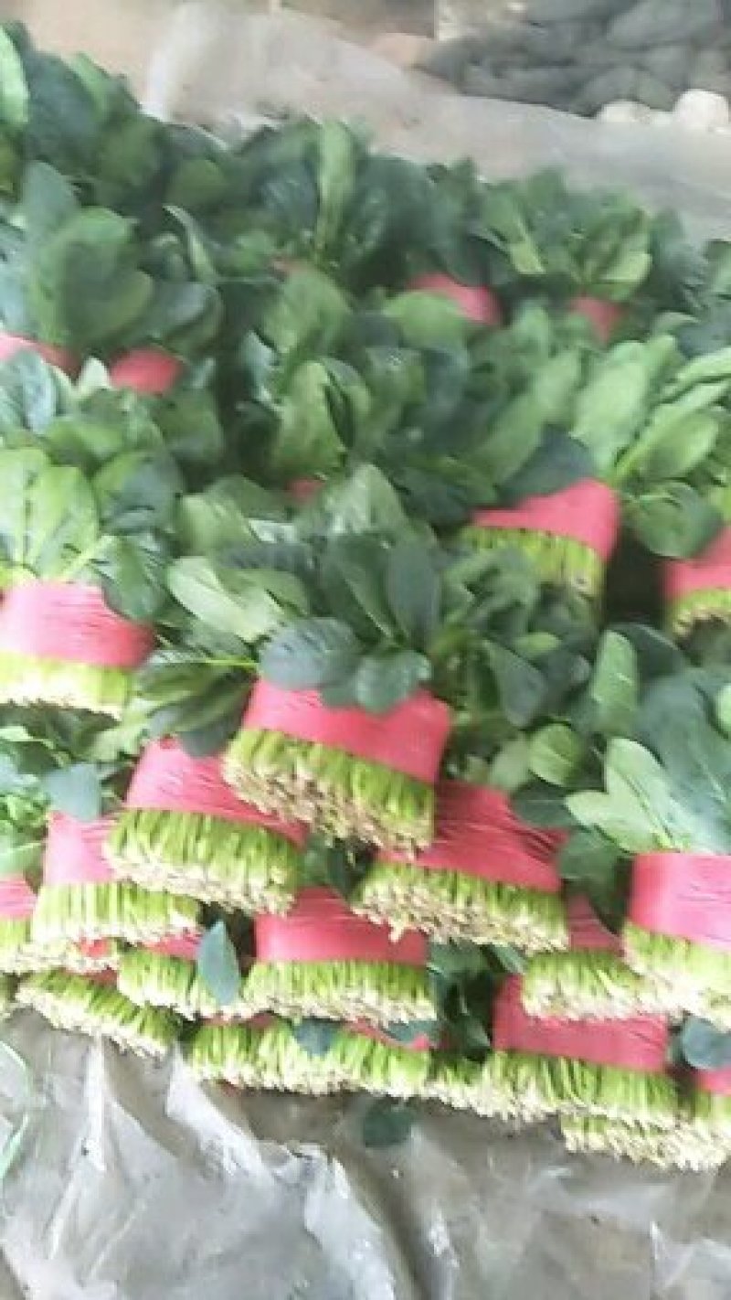 大叶菠菜