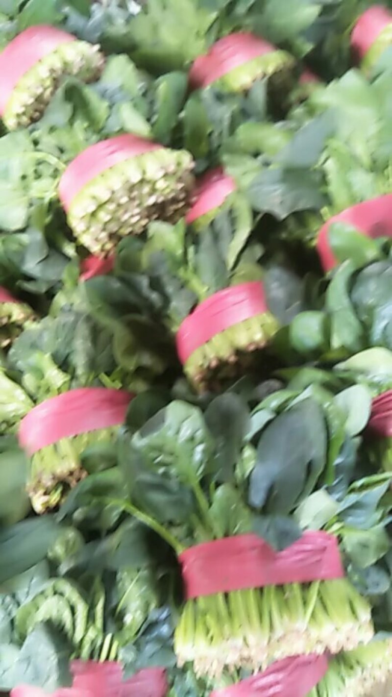 大叶菠菜