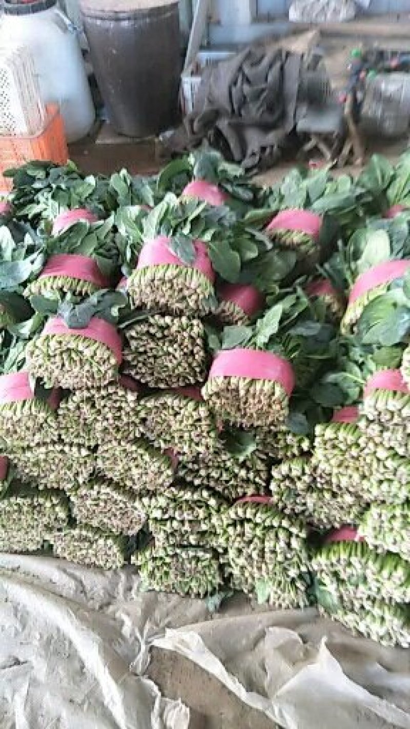 大叶菠菜