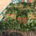 大叶菠菜
