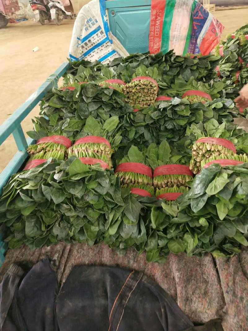 大叶菠菜