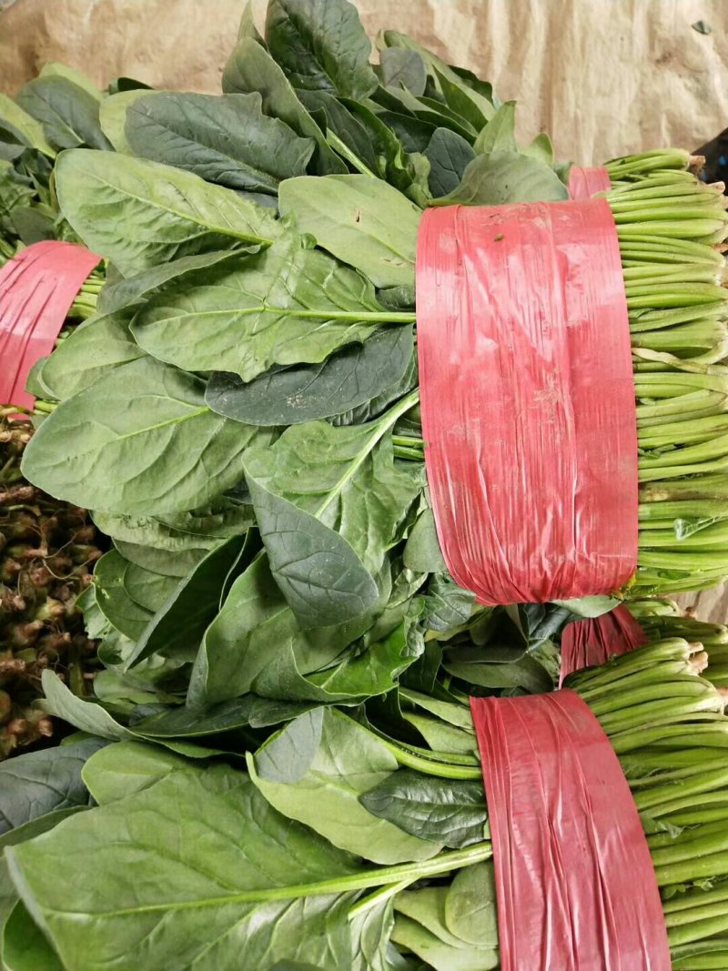 大叶菠菜